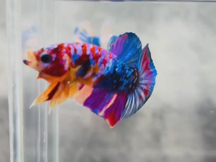 Rare Pair Koi Multicolors Betta Fish