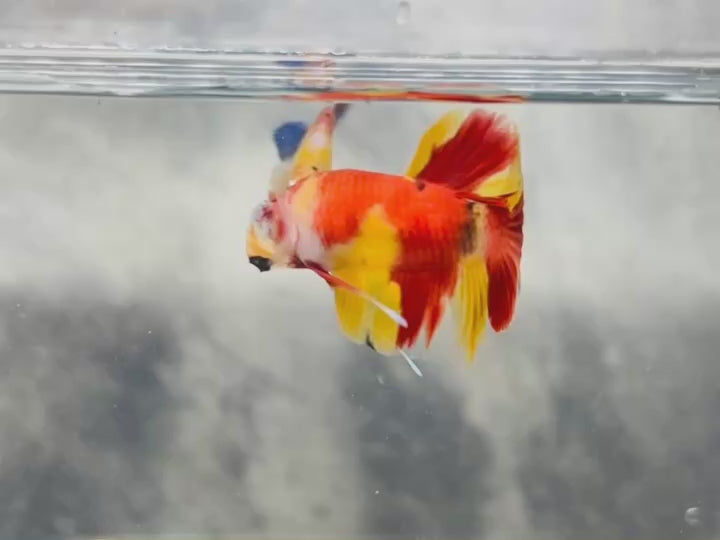 Rare Koi Multicolors Betta Fish