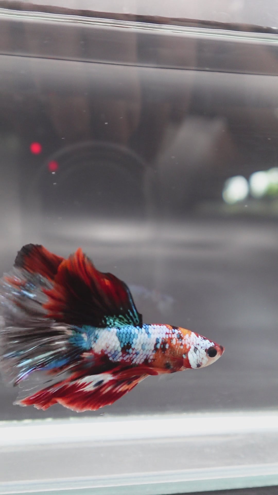 Rare Halfmoon Multicolors Betta Fish