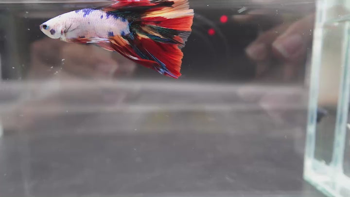 2ND DOUBLETAIL LONGFIN - Multicolors Betta Fish