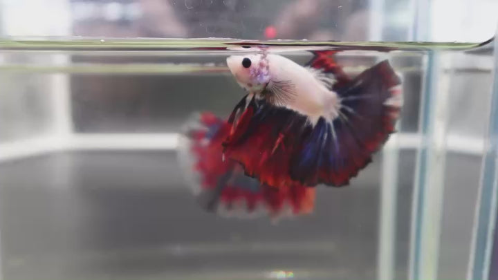 Competition Halfmoon Multicolors Betta Fish