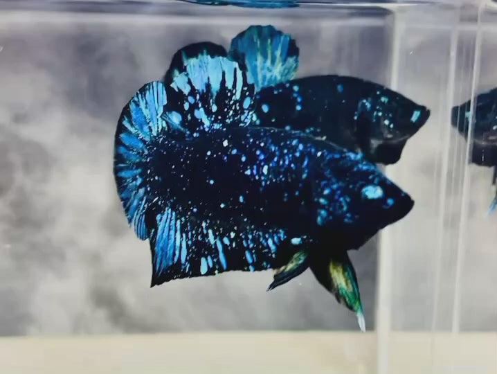Rare Avatar Betta Fish