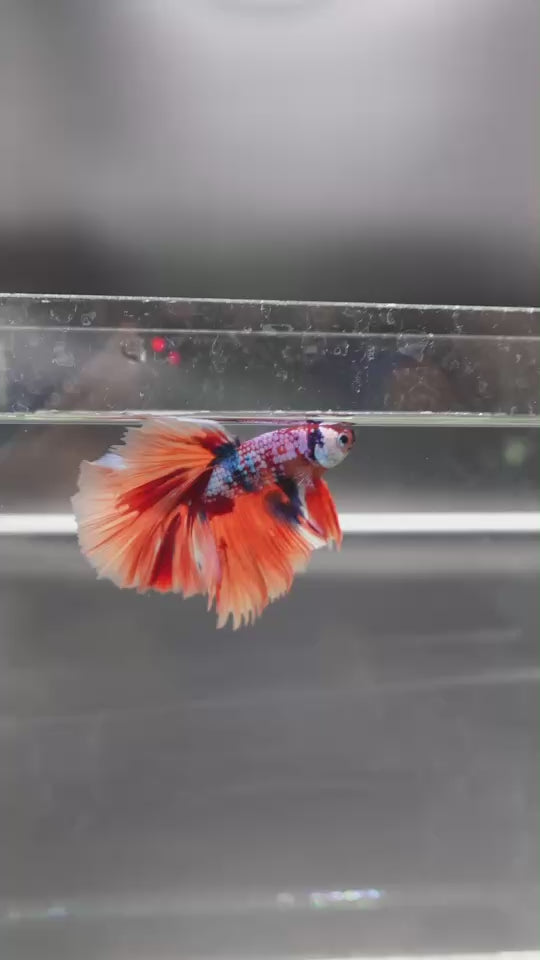 Rare Halfmoon Multicolors Betta Fish