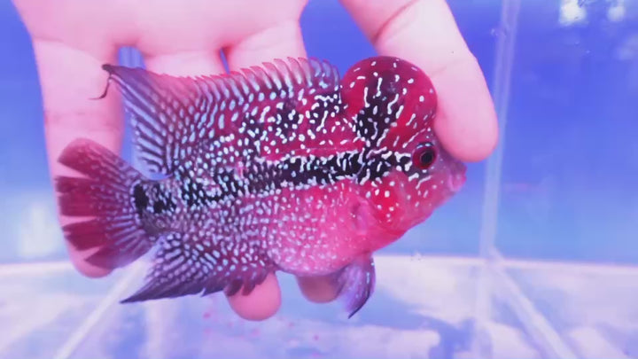 Rare Flowerhorn - 4 inch