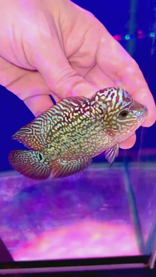 Rare Kamfa Flowerhorn