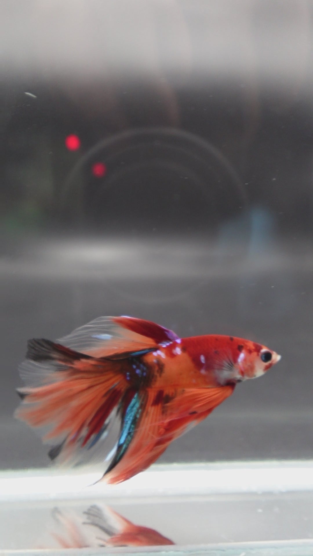 Rare Halfmoon Multicolors Betta Fish