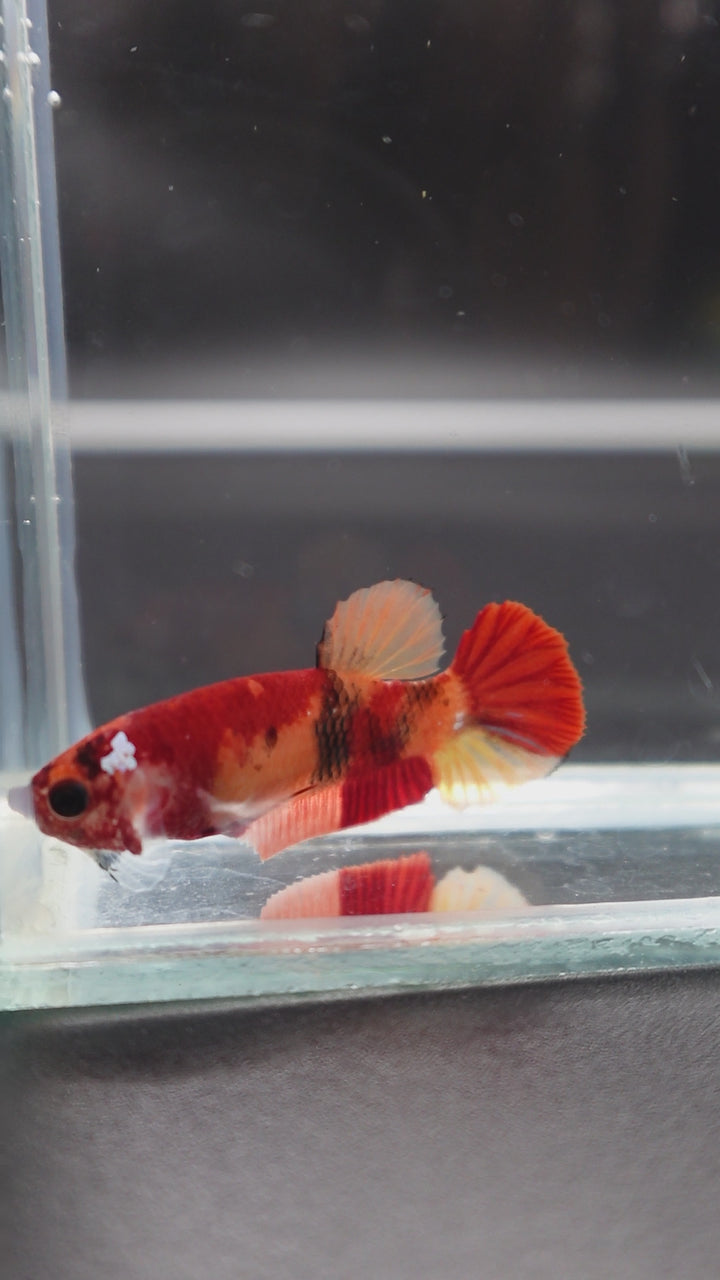 Rare Koi Multicolors Betta Fish