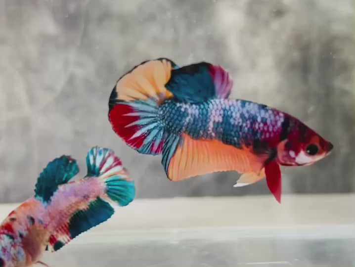 Rare Pair Koi Multicolors Betta Fish