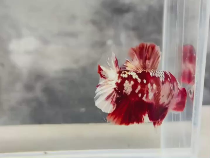 Rare Pair Red Copper Betta Fish