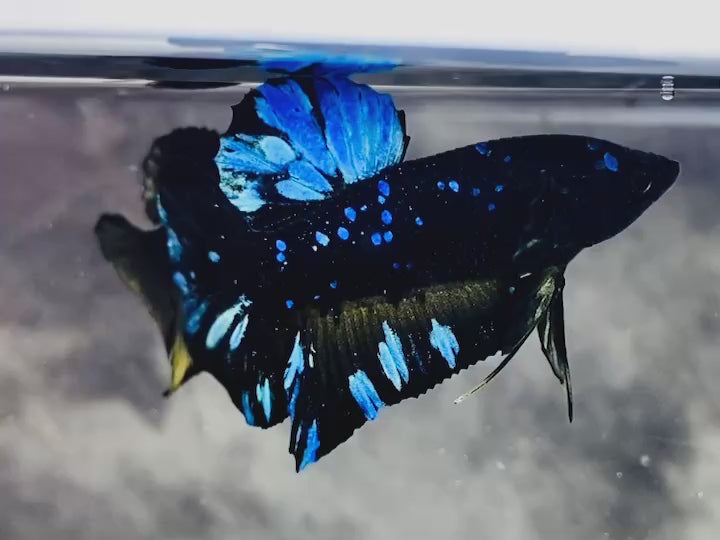 Rare Avatar Betta Fish