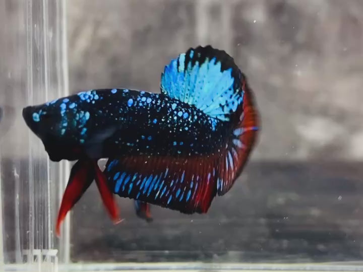 Rare Avatar Betta Fish (Male) - AV1011