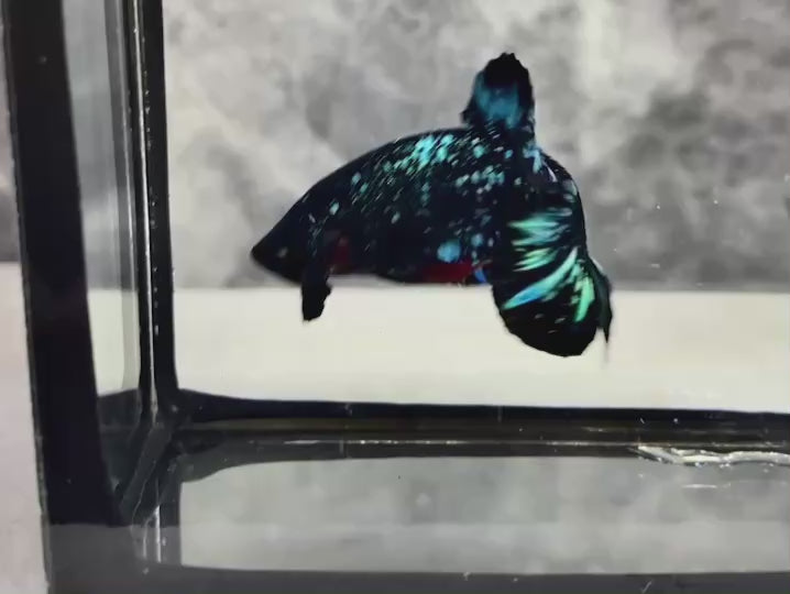 Rare Avatar Betta Fish