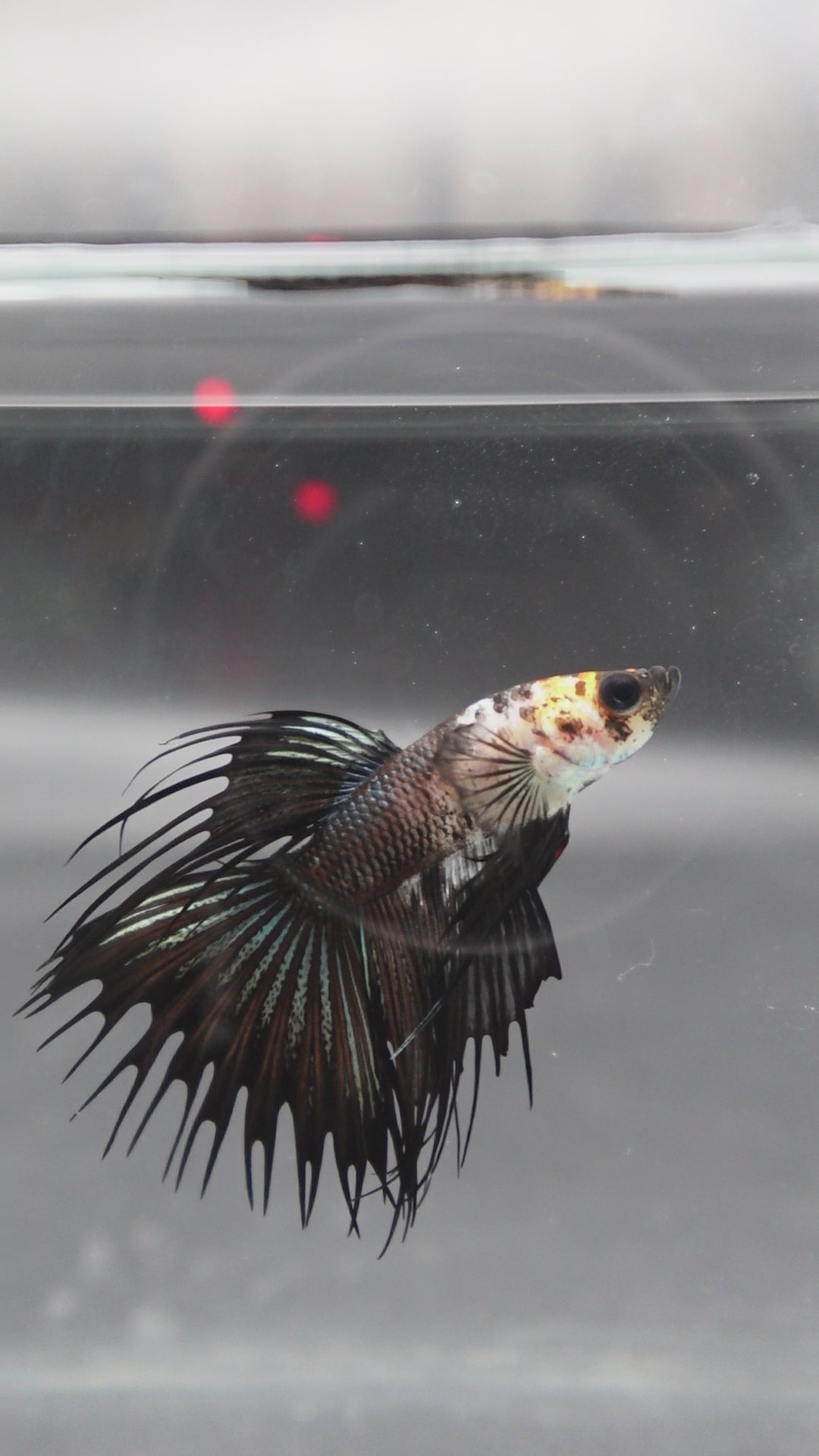 Competition grade - Crowntail Cow Pattern Betta Fish