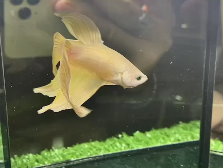 Veiltail Gold Betta Fish