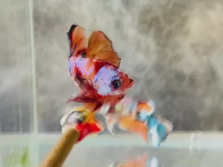 Rare Pair Koi Multicolors Betta Fish