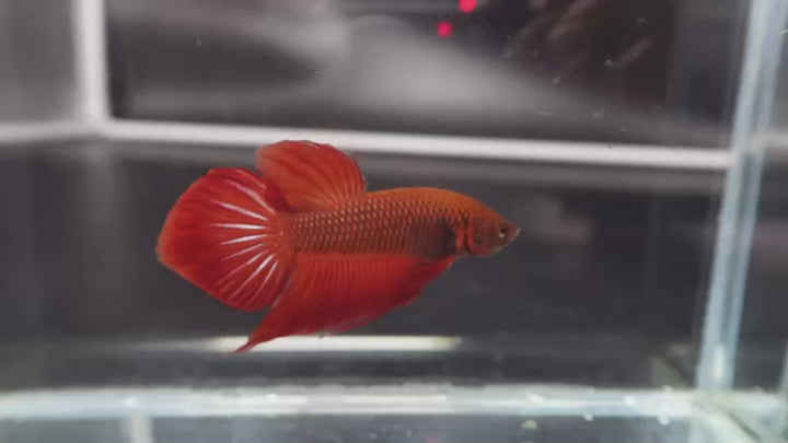 Red Benjarong Crimson Cheek Wild Betta Fish - Kingdom of Thailand