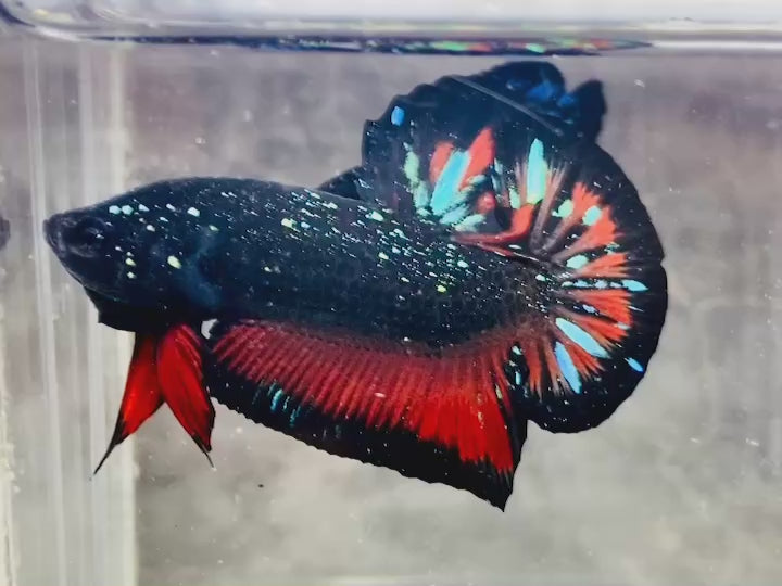 Rare Avatar Betta Fish