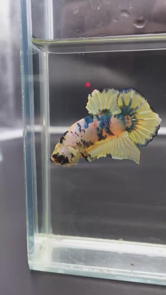 Rare Giant Multicolors Betta Fish