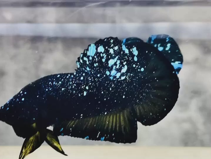 Rare Avatar Betta Fish