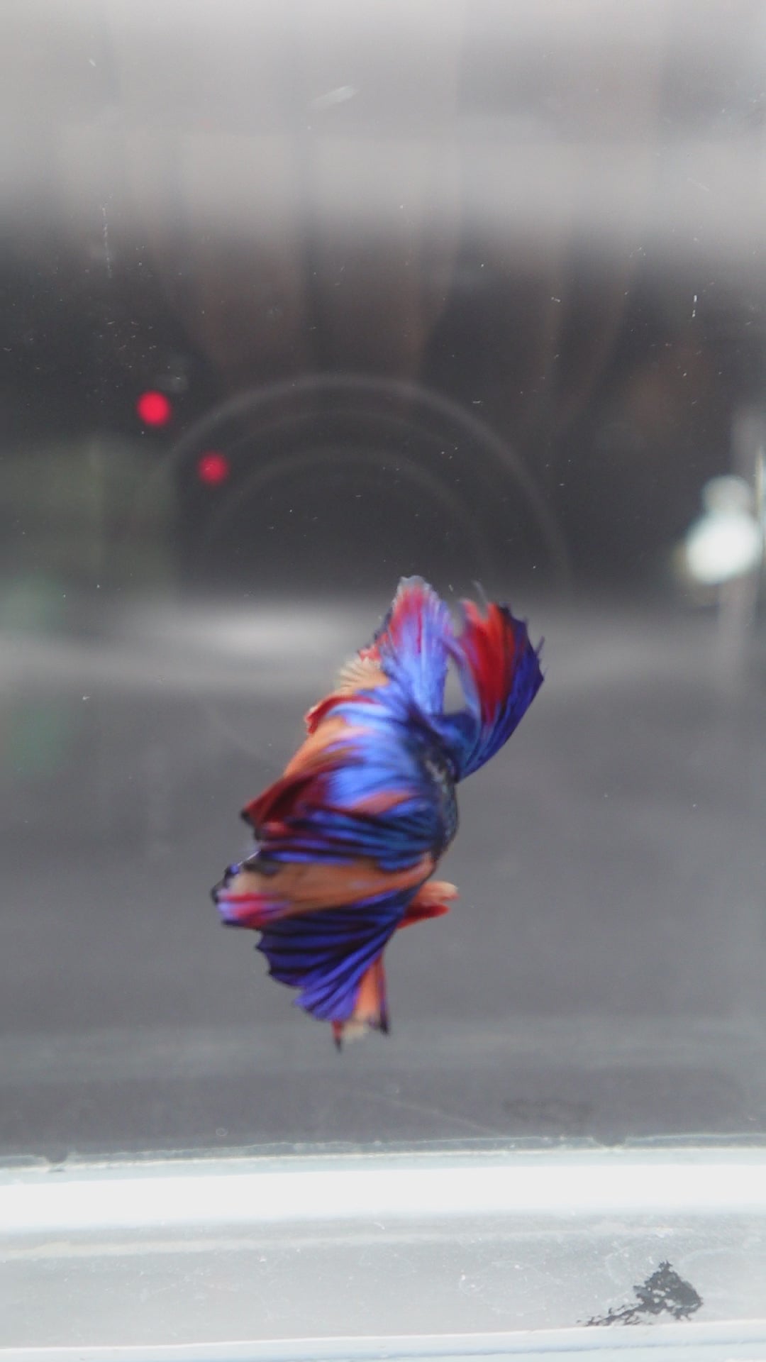 Rare Halfmoon Multicolors Betta Fish