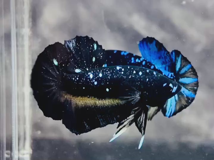 Rare Avatar Betta Fish