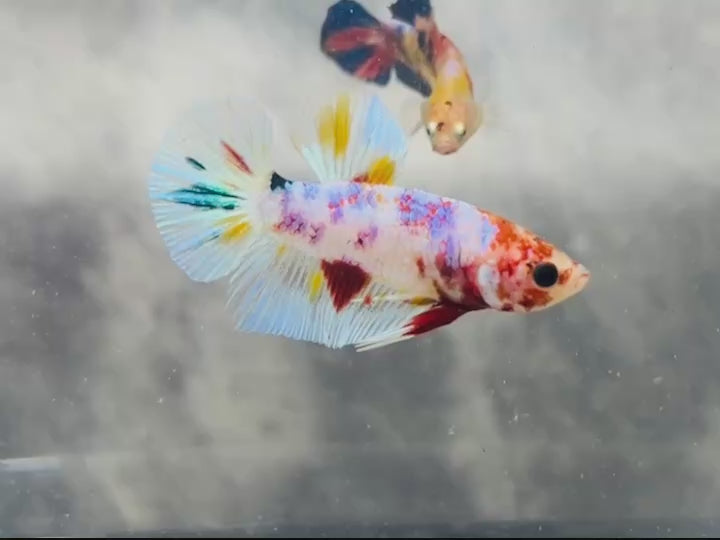 Rare Koi Multicolors Betta Fish