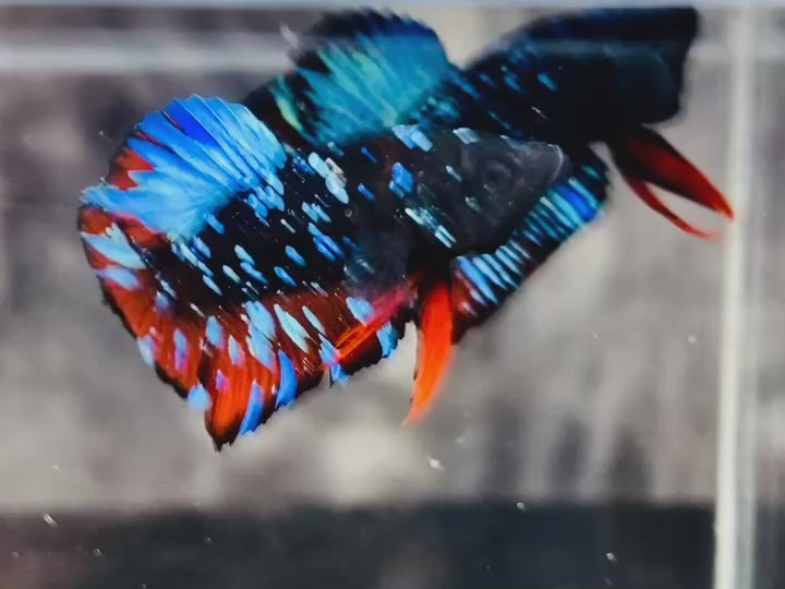 Rare Avatar Betta Fish (Male) - AV1009