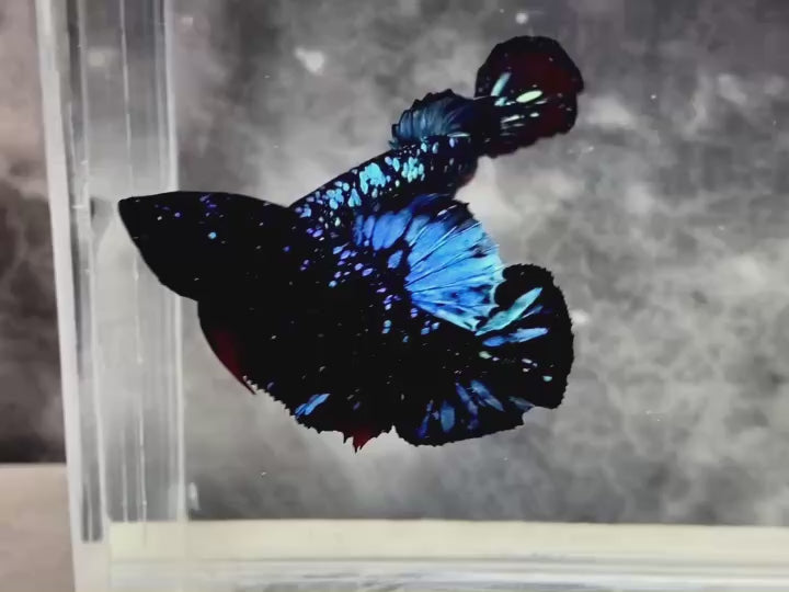Rare Avatar Betta Fish