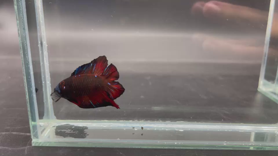 Competition Red Devil Double Tail Betta Fish