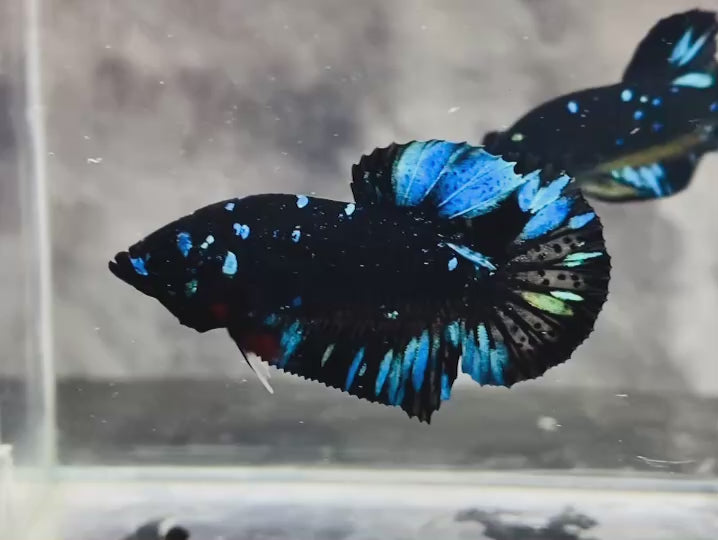 Rare Avatar Betta Fish