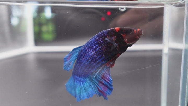 Rare Giant Multicolors Betta Fish