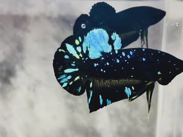 Rare Avatar Betta Fish (Male)