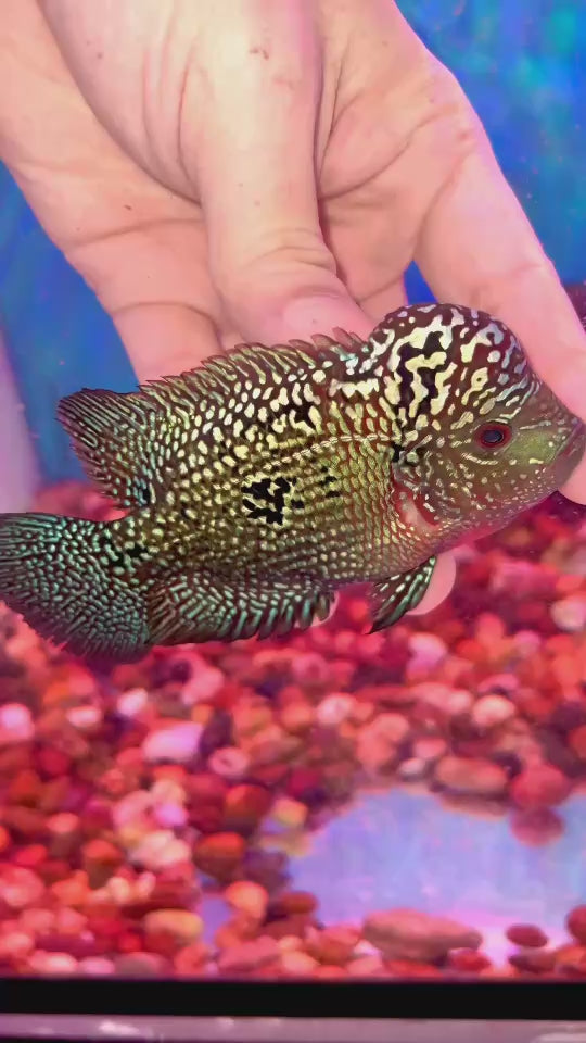 Rare Kamfa Flowerhorn