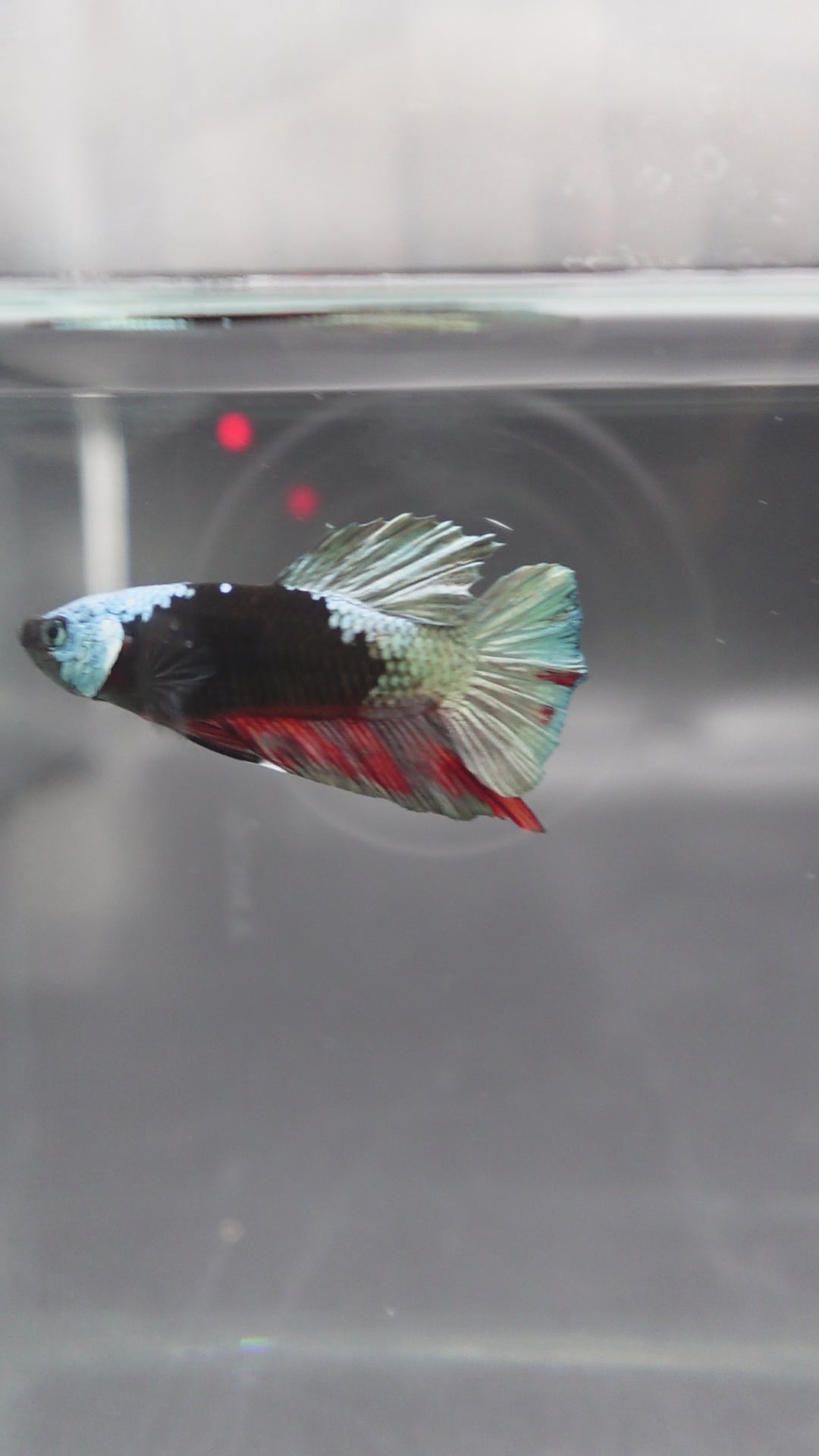 Competition grade - Copper Mask Betta Fish