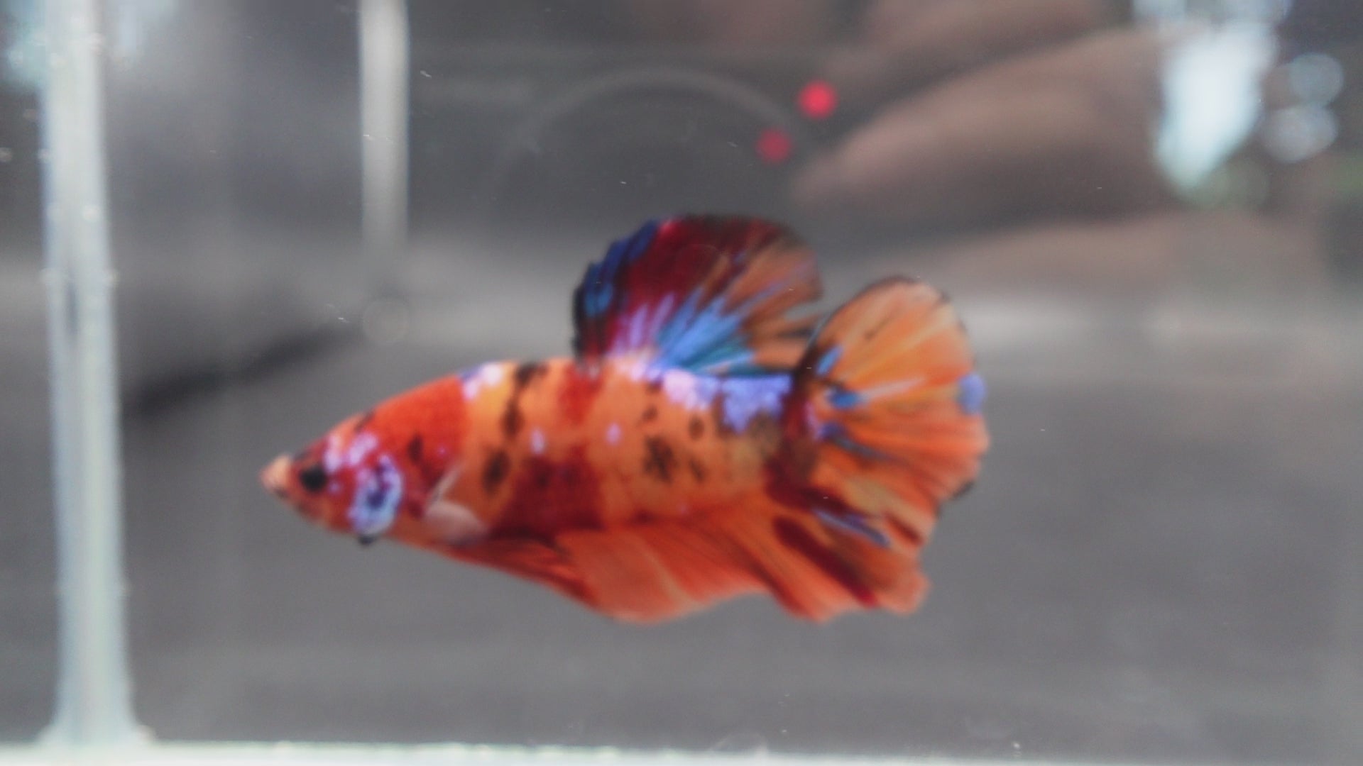 Rare Giant Multicolors Betta Fish