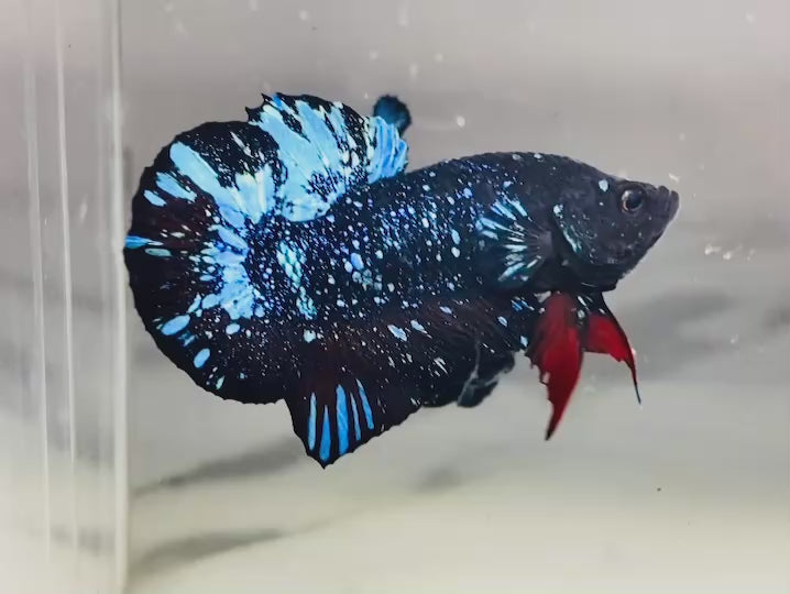 Rare Avatar Betta Fish