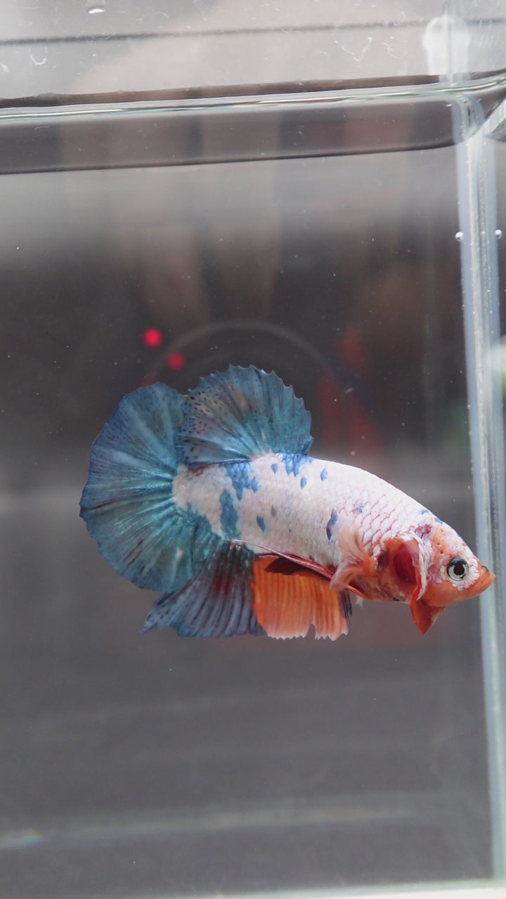 Rare Giant Multicolors Betta Fish