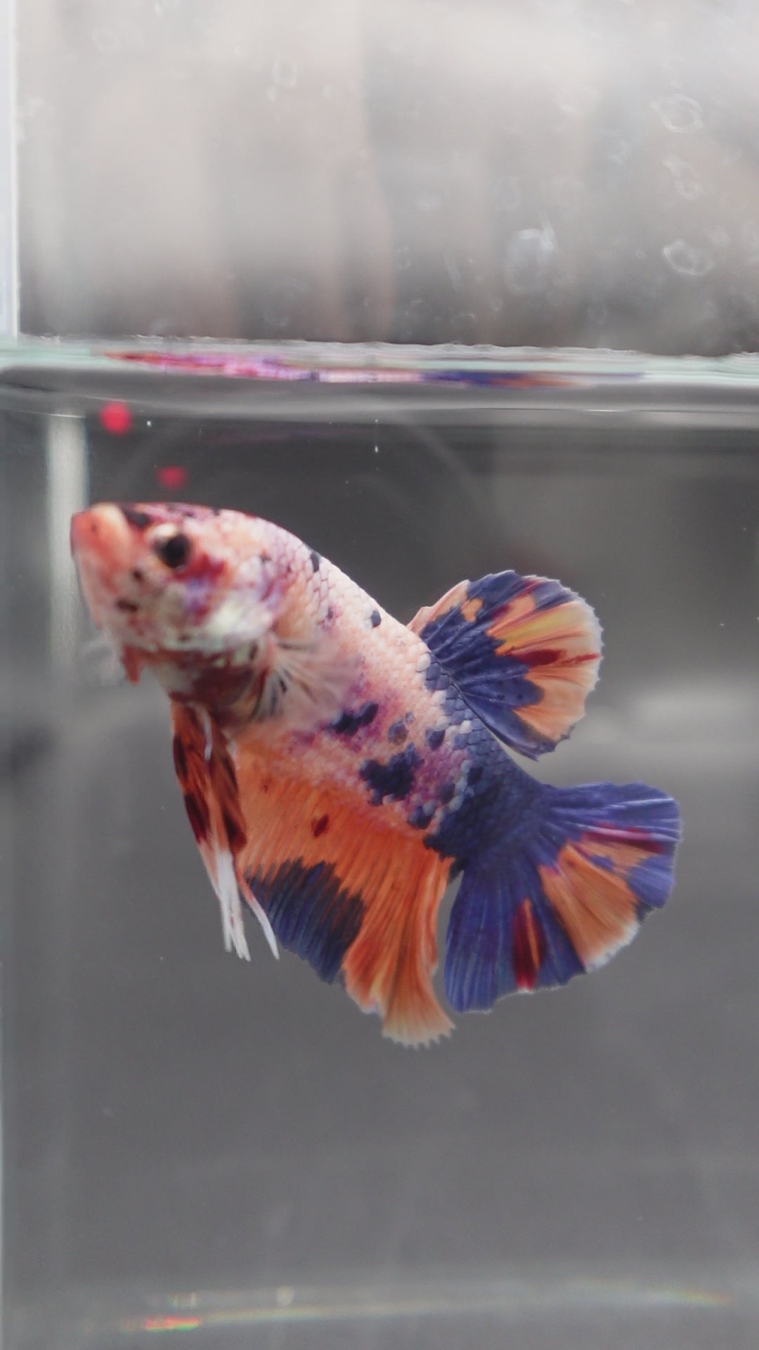 Rare Giant Multicolors Betta Fish