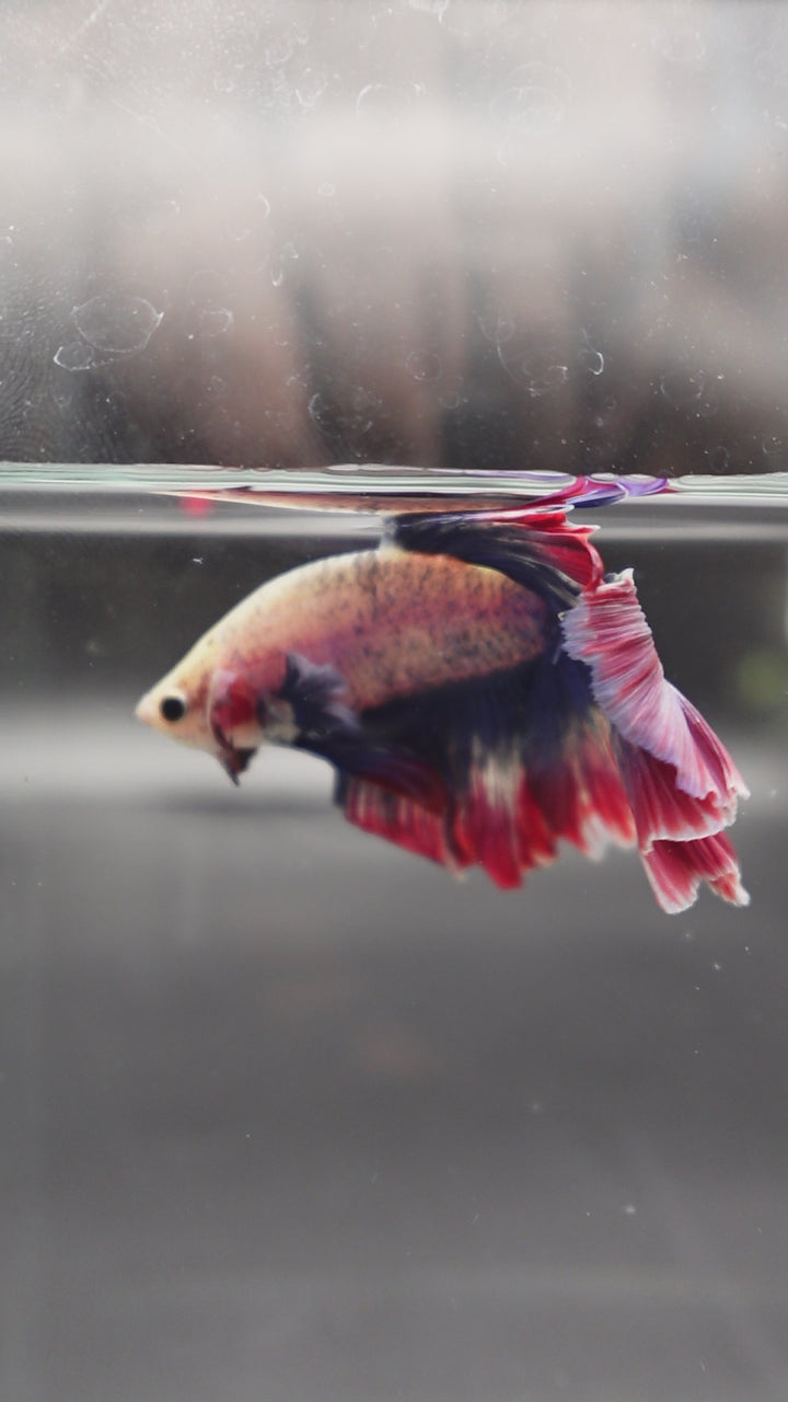 Rare Halfmoon Fancy Betta Fish