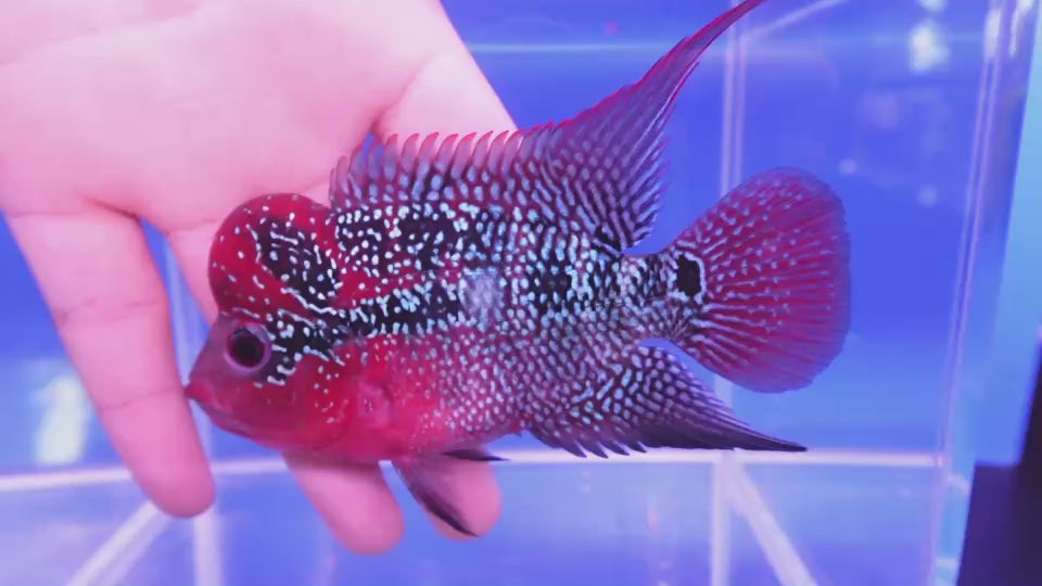 Rare Flowerhorn - 4 inch
