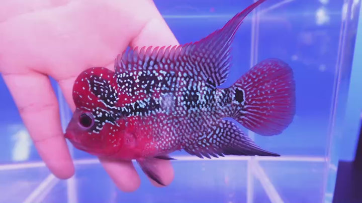 Rare Flowerhorn - 4 inch