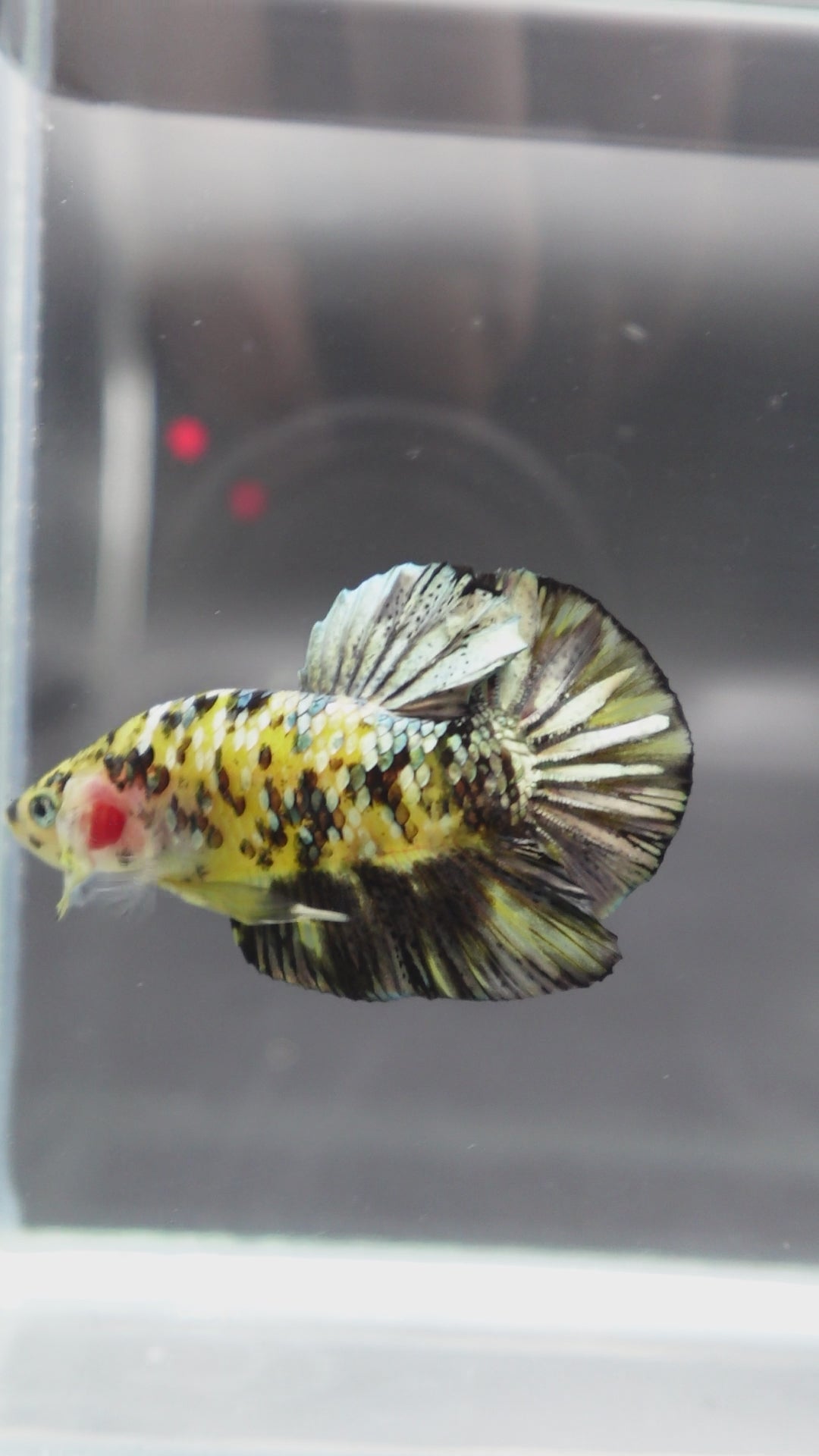 Competition grade - Yellow Copper Tiger Betta Fish