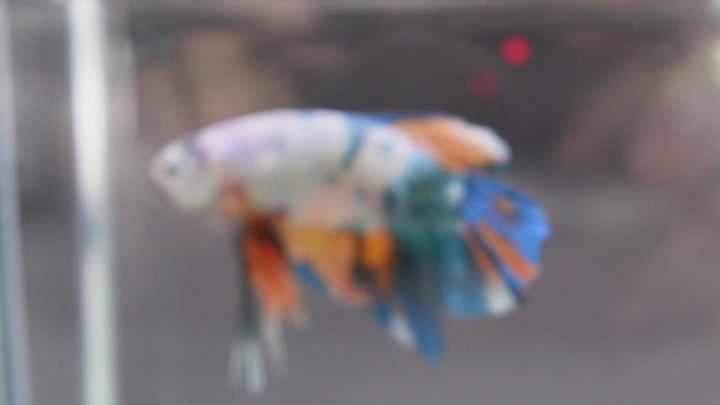 Rare Giant Multicolors Betta Fish