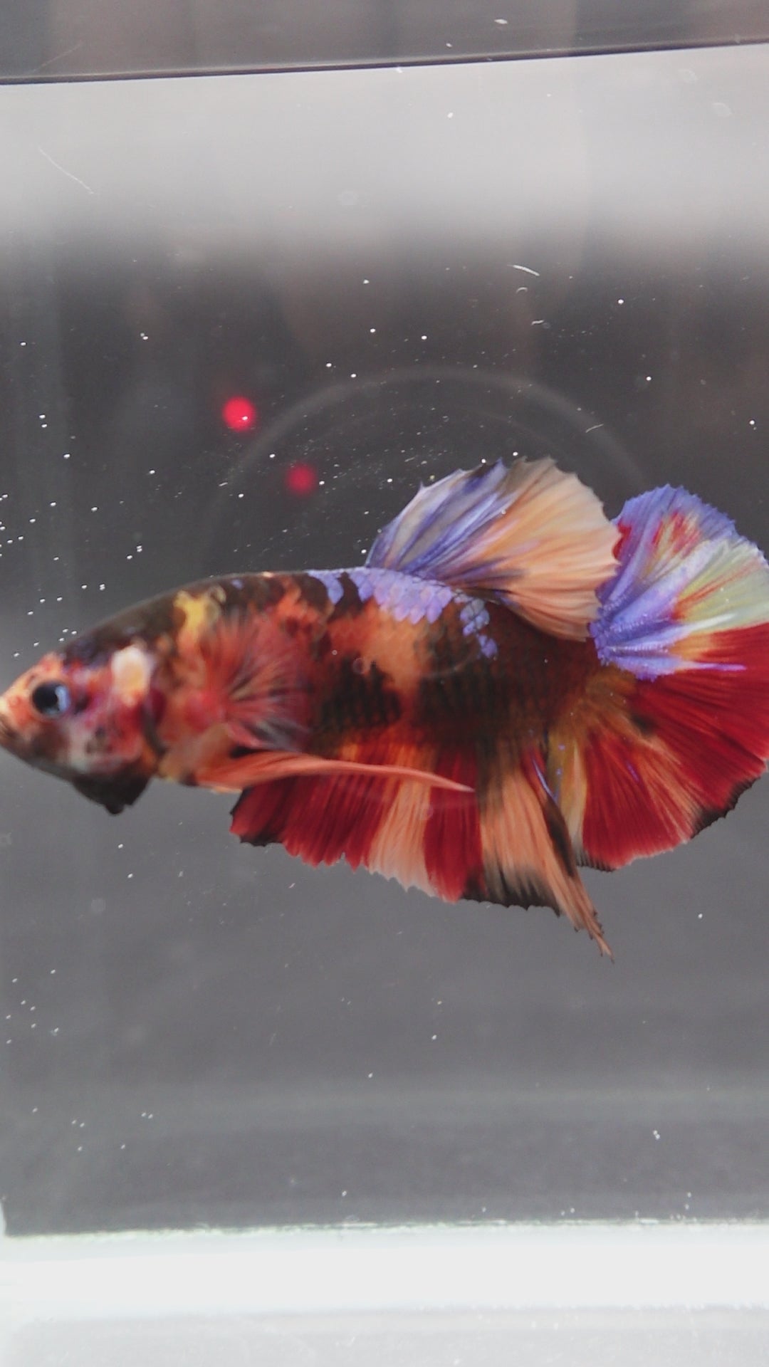 Rare Giant Multicolors Betta Fish