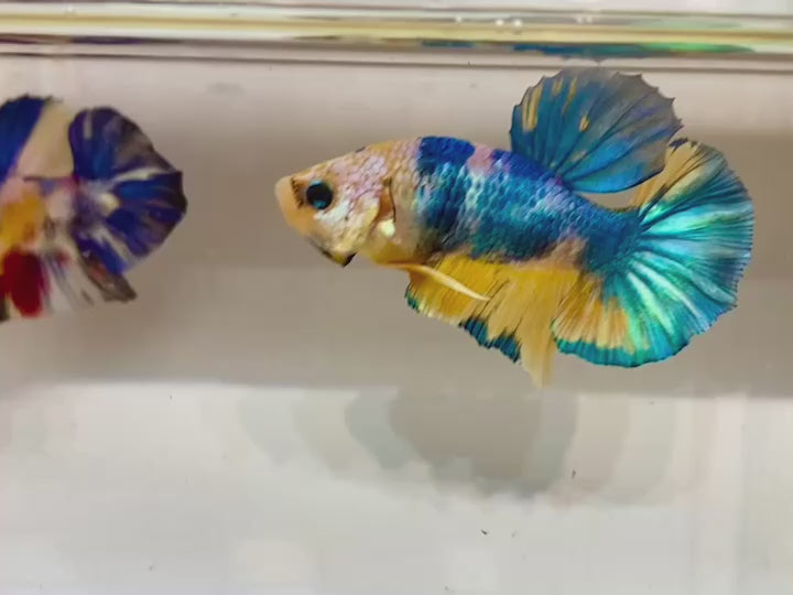 Rare Pair Koi Multicolors Betta Fish