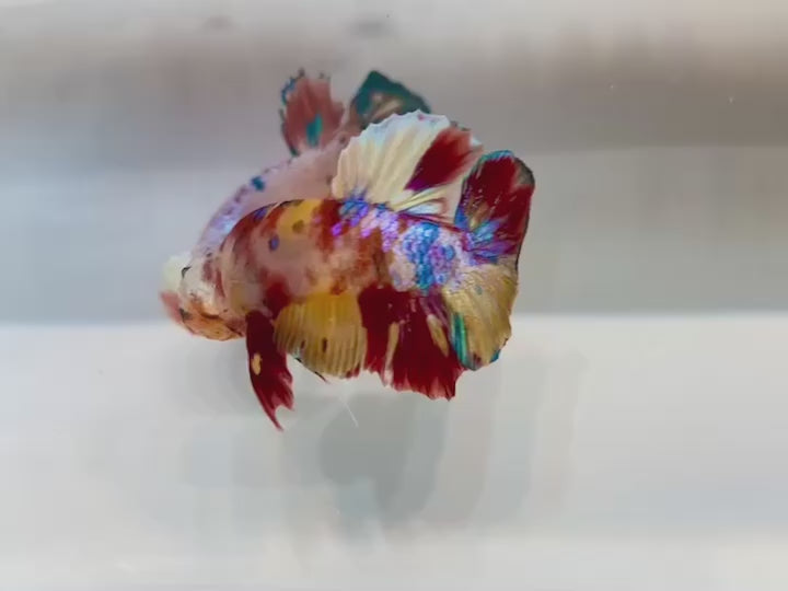 Rare Koi Multicolors Betta Fish