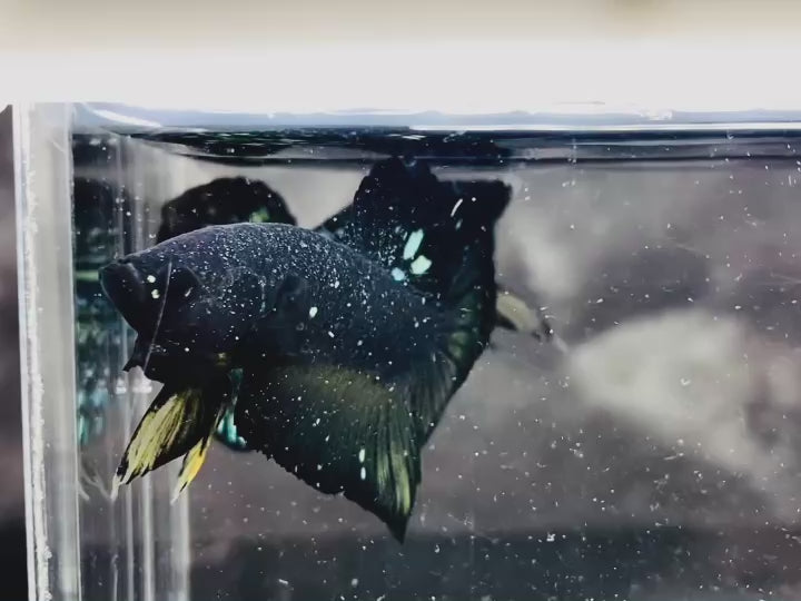 Rare Nebula Gold Betta Fish