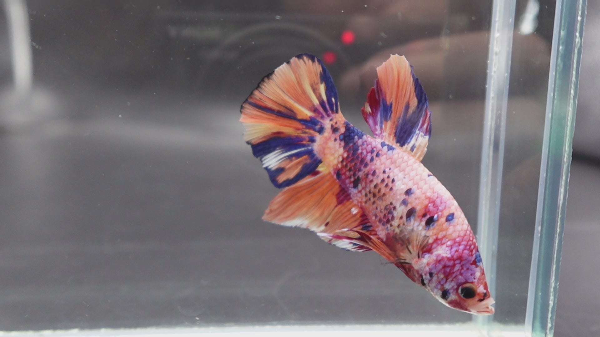 Rare Giant Multicolors Betta Fish