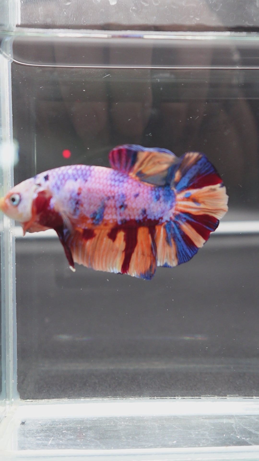 Rare Giant Multicolors Betta Fish