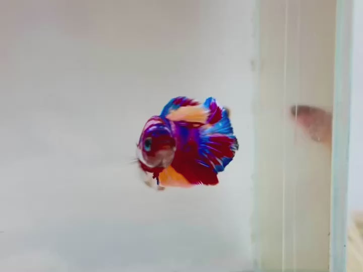 Rare Pair Koi Multicolors Betta Fish